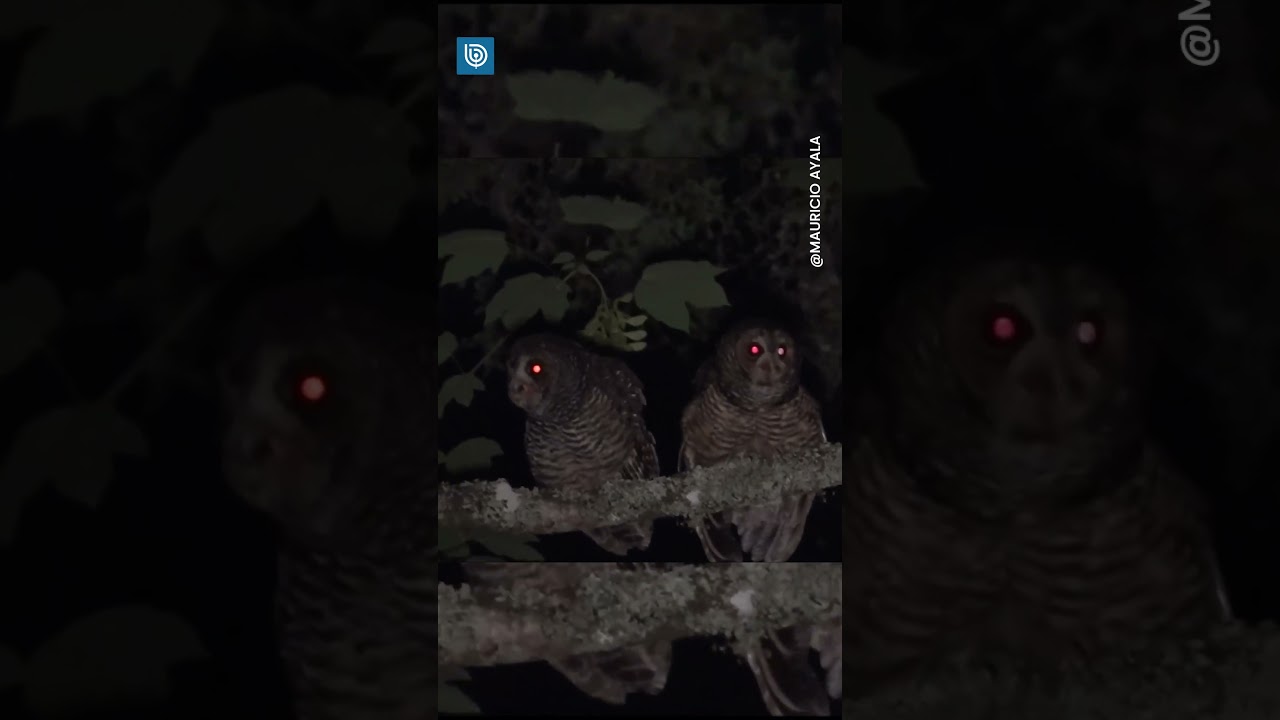 Este es el canto del Concón: la inofensiva ave nocturna que confunden con el mito del "Tué Tué"