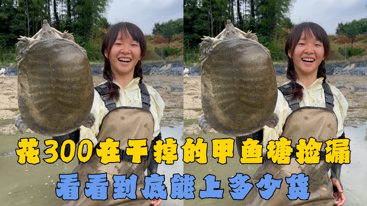 花300元在干掉的甲鱼塘里捡漏，看看到底能上多少货？#户外抓鱼 #户外捕鱼 #幺妹vlog #乡村生活 #农村生活