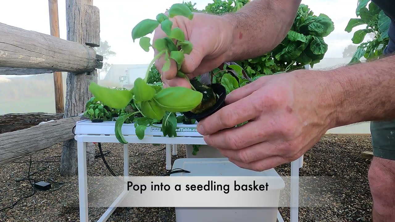 The Salad Table - Your One Stop Garden Shop