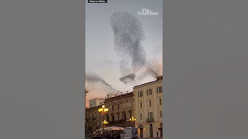 ‘Breathtaking’ starling murmuration captured in Italy