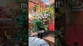 Quer aprender a fazer mudas de Jiboia e deixar seu vaso muito mais cheio? #plantas