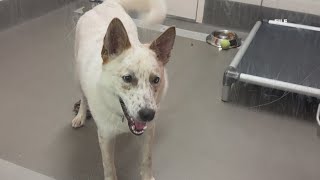 Dallas Animal Services says it's over capacity at its shelter