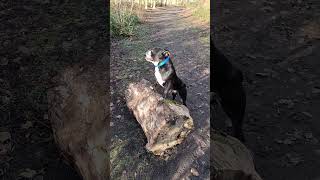 Promenade Avec Ulcan Un Chien Bien Dans Sa Tête