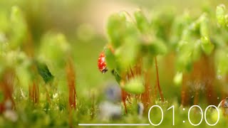 Celebrity 1 Minute Timer - Animals (Soft Background Music) Wealth