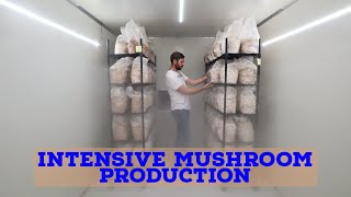 You Won't Believe How Much Mushroom Can You Grow In 1m²!