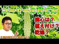 【野菜講座 1】ゴーヤー(ニガウリ)を上手く育てるために知ること！ 根っこや花のつき方，摘心，コンパニオンプランツから種取りまで！