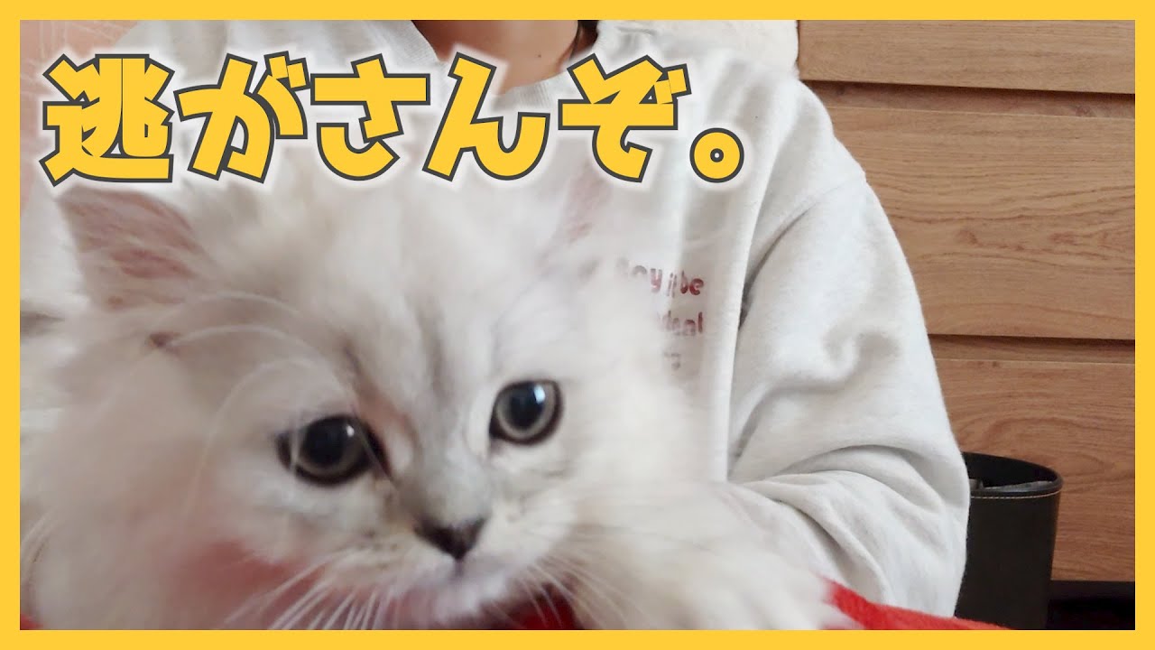 【人間side】子猫とのゆる～い攻防戦はこんな感じ（ミヌエット）