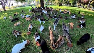 In Istanbul, waking up just one cat is enough to awaken an entire city.