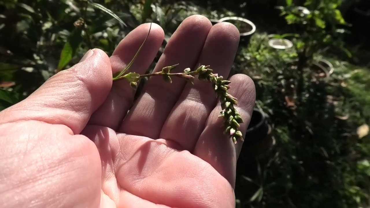 ヤナギタデの種が実りました