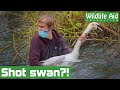 Was this swan shot in the head!?