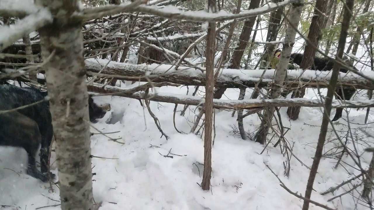 Dynamo and Flop baying a Maine bobcat