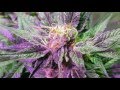 Alaska Medical Marijuana Garden