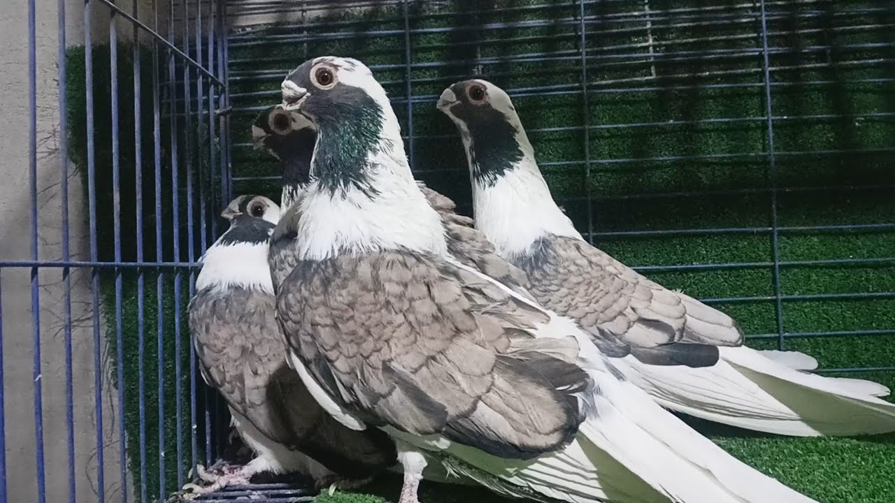 زيادات من فضل الله علينا ويوجد شحن ٠١١٥٣٦٣٨١٦٢