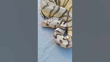0.1 Firefly Enchi Spotnose Clown poss OD