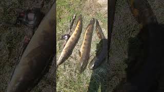 Scum Frog Launch Series Topwater Explosions3 Big Channa Marulidioussnakeheadkings 2023 Best