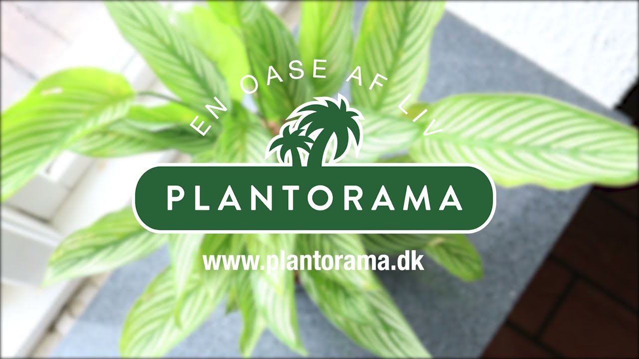 Calathea: En dekorativ og særpræget stueplante
