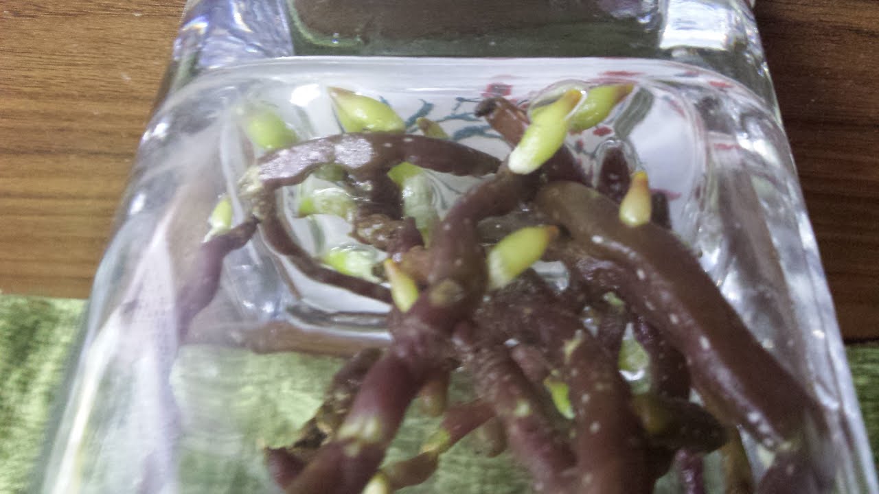 蝴蝶蘭瘋狂生長新根， 他們食了甚麼！（廣東話）02/10/2021