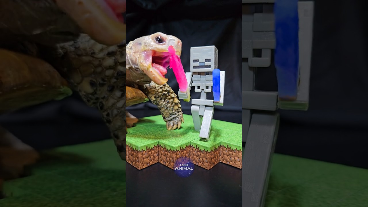 Latest Title & Thumbnail