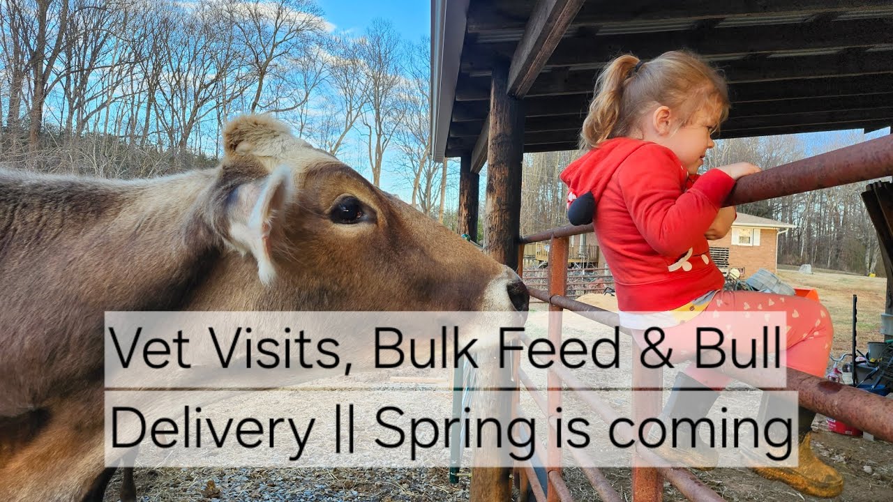 Vet Visit for Ethel + Teeth Floating, Sheath Cleaning & Feed Mill Run — Bull Delivered for Breeding