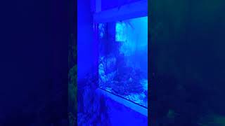 Cleaning like a professional part 3🐠 #aquarium #cleaning #fishkeeper #underwater #tank #funny #viral