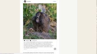 Rodent Control Without Poison - Stopping Mice, Vole, Gophers, and More