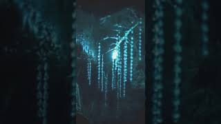 🔍 POR QUE ESSA CAVERNA BRILHA COMO UM CÉU ESTRELADO? #Ciência #Bioluminescência #Curiosidades