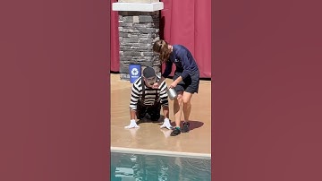 When the mime became a sea lion 🤣 #seaworldmime #funny #tomthemime #shorts #humor #comedy