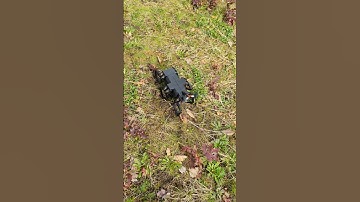 Hexapod robot walks on grass #robot #walkingrobot