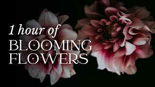 1 Hour Of Blooming Flowers Time Lapse With Classical Music