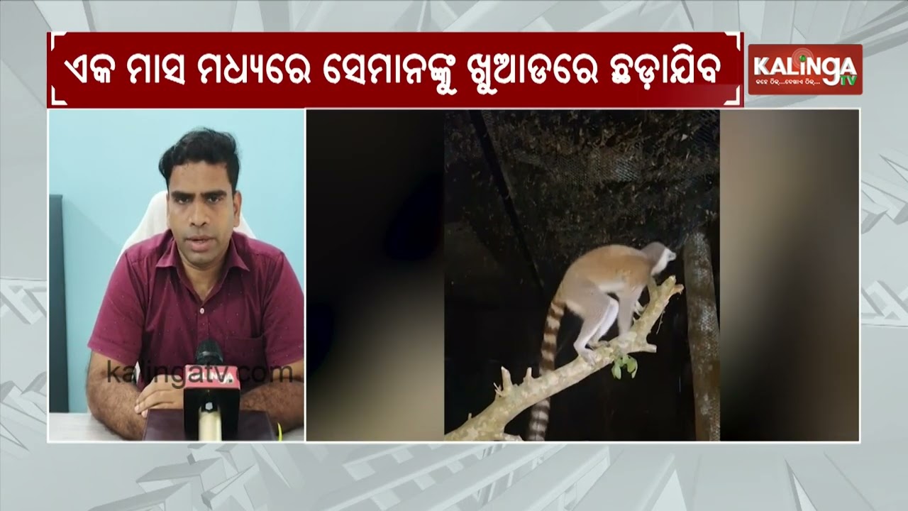 Nandankanan Zoo Receives Pair of Ring-Tailed Lemurs for the First Time | Kalinga TV