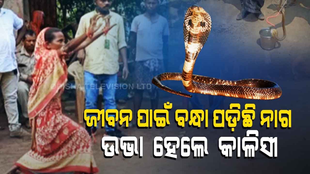 High Drama In Jajpur Village After Snake Bite Kid, Reptile Detained