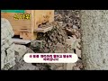 토종벌 분봉벌 입주순간 여왕벌 엉덩이 보이며 애벌레 등어리 넘어가기