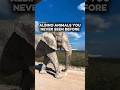 Albino Animals You Never Seen Before 😱#iwonderalot