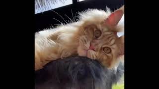 Two Maine Coon Cats Playing Crazy 😼😼