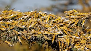 Huge locust swarms overrun Indian cities left exposed by Coronavirus lockdown