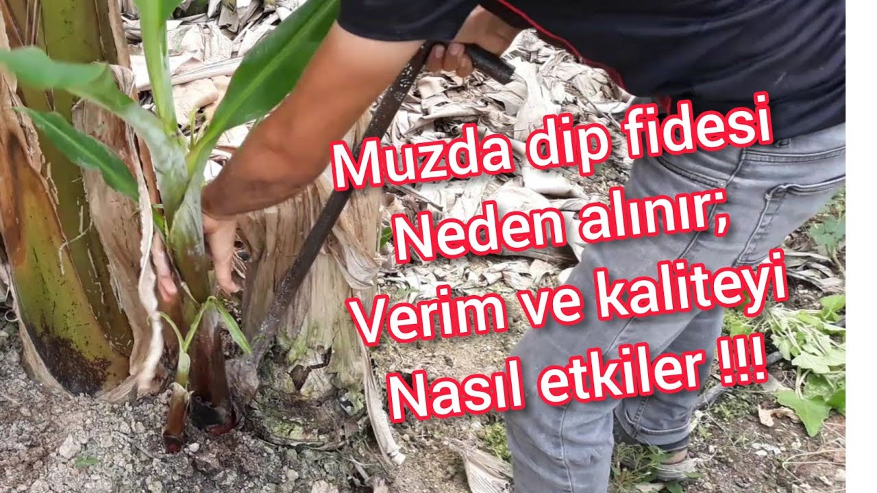 Muzda fide ayarı ve piç sürgün temizliğinin yapılışı ve önemi;