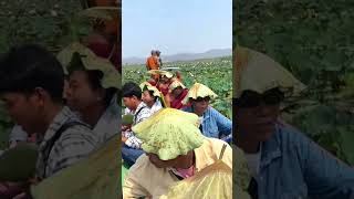 Harvesting Lotus Blooms in the Heart of Inle Lake