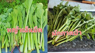 #เก็บผักป่า หญ้าเอ็นยืดและผักกาดป่ายอดอวบๆ (common plantain) #ผักป่าในต่างแดน