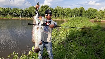 Câu cá Chẽm - Cà Mau #8 - Lure cá Chẽm Vược - Đụng độ Chẽm Huge  - Barramundi Fishing