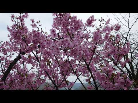 遠野物語/N.S.P/Cover北原涼