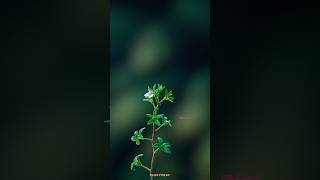 A delicate flower 🌺bud sits on a thin branch small leaves ☘️ The background is a soft blur of green screenshot 4