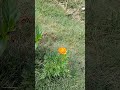 types of flower🤔🤔 write in the comment box😁## tranding song🥰
