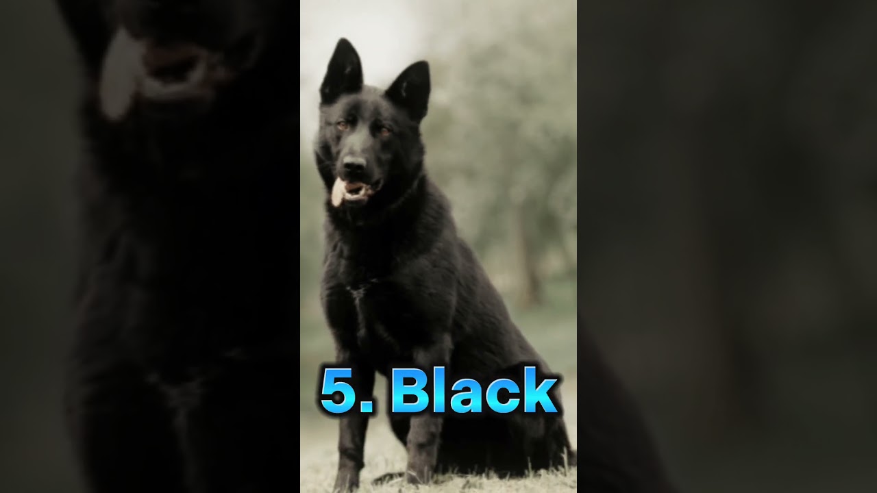 These are the colours of a German Shepherd | GSD All colours | Top 10 Colours of a GSD 
