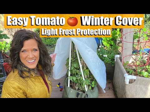 How To Keep Tomato Plants Warm In Cold Weather
