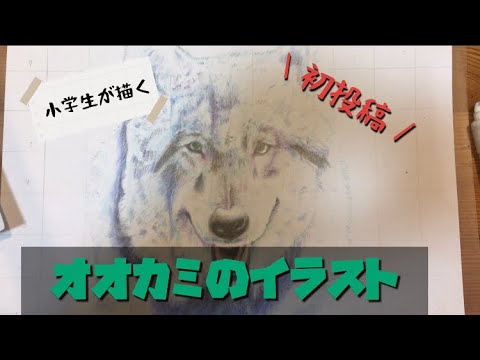 小5が描く】初投稿！狼の色鉛筆画| イラストメイキング｜|illustration