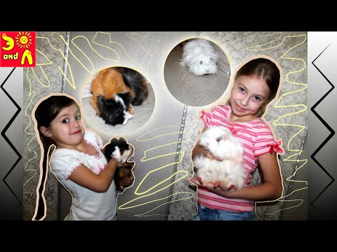 Свинки - Челлендж, игры в прятки!