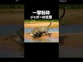 ワニすら狩る 密林最強のハンター