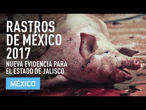 Rastros de México 2017 | Nueva evidencia para Jalisco