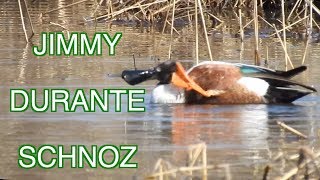 Northern Shovelers: NARRATED