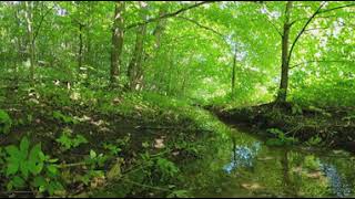 Лесной ручей на Щелоковском хуторе. Медитационное 360 видео